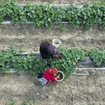 Verimli topraklarda hasat başladı: Tarlada 30 TL – Son Dakika Hayat Haberleri