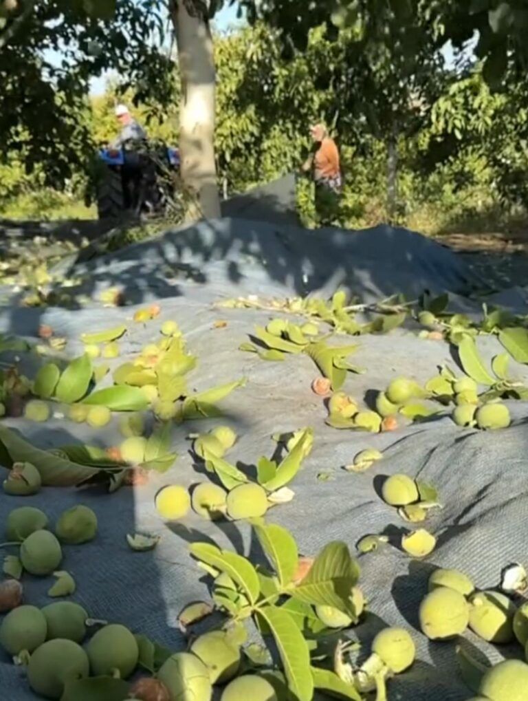 Burak Hakkı 35 bin metrekareye çiftlik kurdu! Her yıl hasat yapıp satıyor